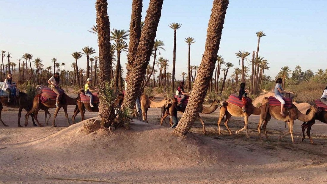 Camel Ride in the Palmeraie