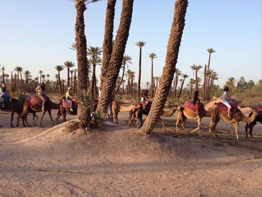 Camel Ride in the Palmeraie